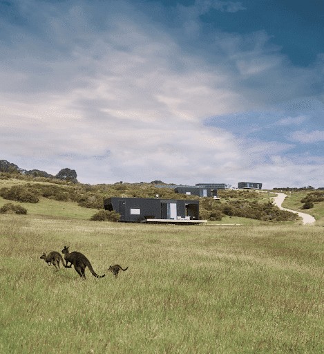 Kangaroos grazing near off-grid CABN cabins set in open grassland on Kangaroo Island, showcasing the natural setting of luxury escapes in kangaroo island