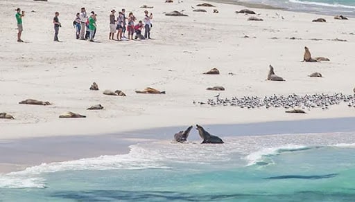 Stunning views of an Australian sea lion colony at the neighbouring coastline with Kangaroo Island tourists