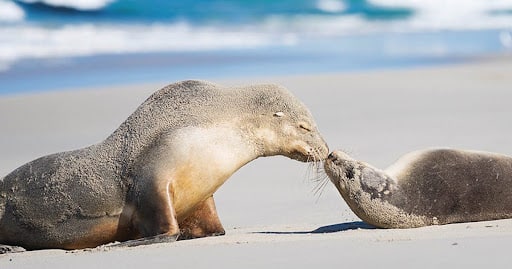 New Zealand fur seals captured on Kangaroo Island