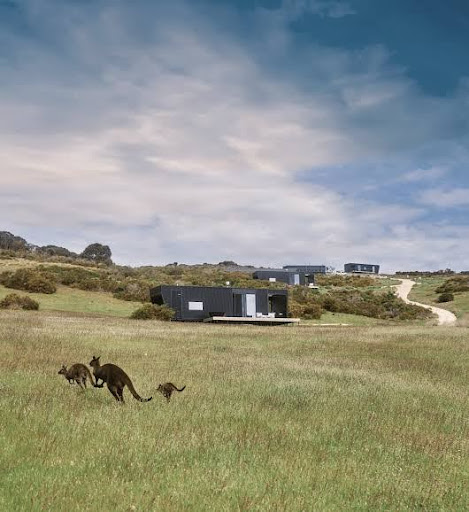 Kangaroos hopping with CABN accommodations on the plain and over the hill