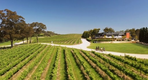 A vineyard near Hahndorf South Australia with cyclists exploring Adelaide Hills attractions