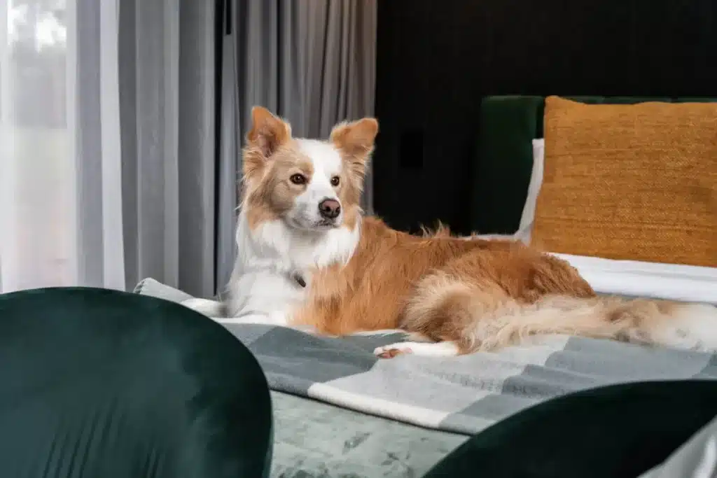 pet friendly accommodation adelaide hills