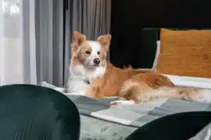 pet friendly accommodation adelaide hills